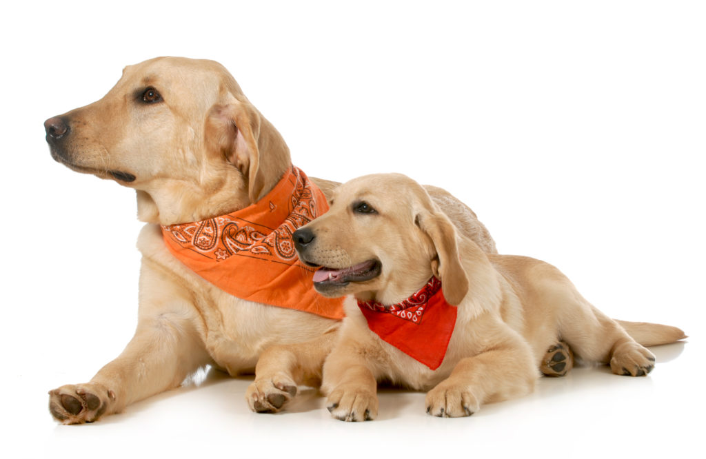 cotton dog bandanas