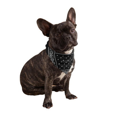 Black Dog Bandanas