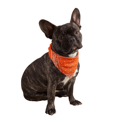 Neon Orange Dog Bandanas