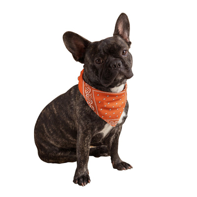 Orange Dog Bandanas